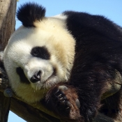 Fond d'cran avec photo de Panda