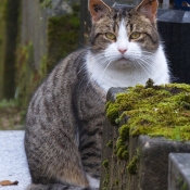 Photo de Chat domestique