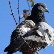 Photo de Pigeon