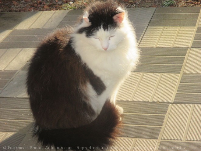 Photo de Chat domestique