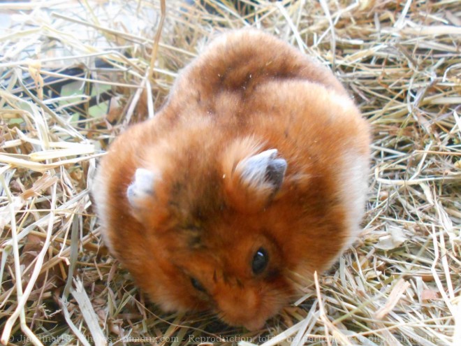 Photo de Hamster