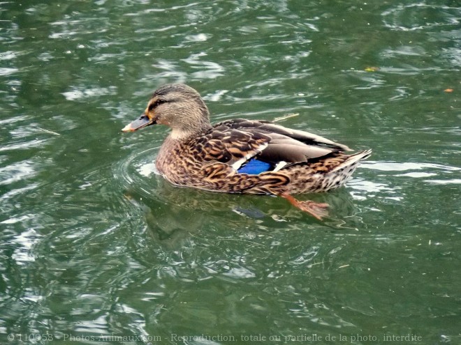 Photo de Canard colvert