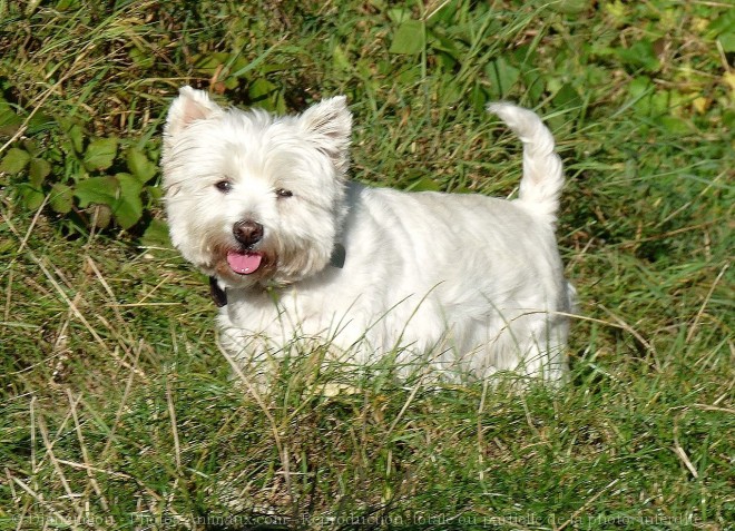 Photo de West highland white terrier