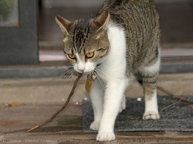 Photo de Chat domestique