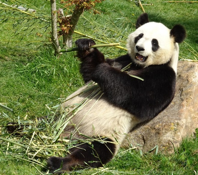 Photo de Panda