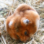 Photo de Hamster