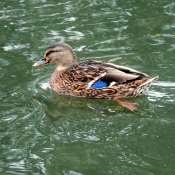 Photo de Canard colvert