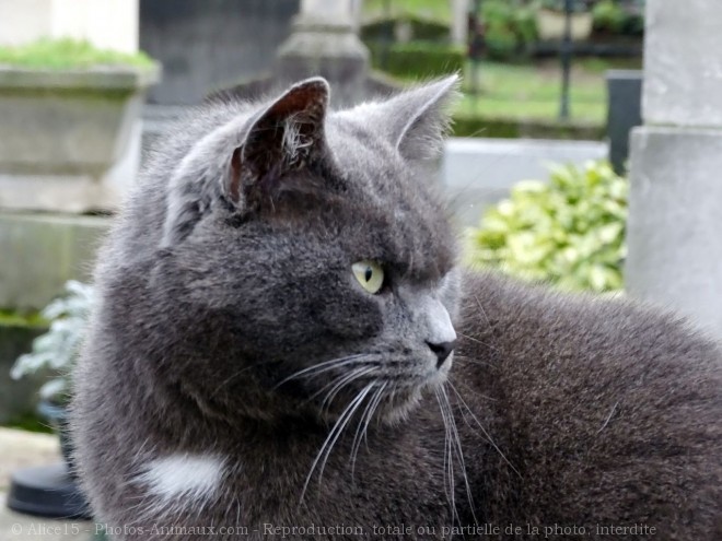 Photo de Chat domestique