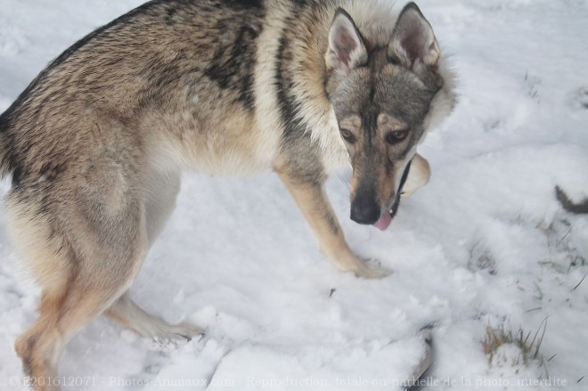 Photo de Chien loup tchcoslovaque