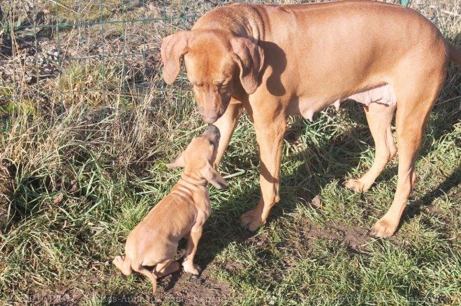 Photo de Rhodesian ridgeback