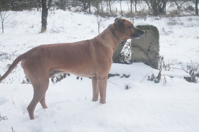 Photo de Rhodesian ridgeback