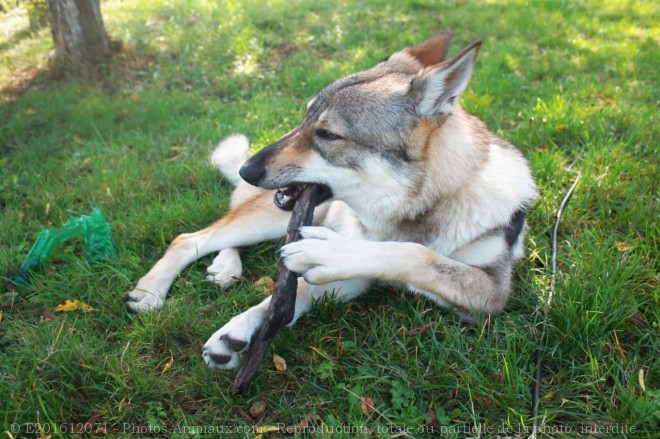 Photo de Chien loup tchcoslovaque