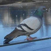 Photo de Pigeon - biset