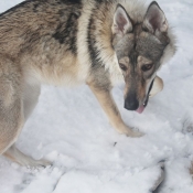 Photo de Chien loup tchcoslovaque