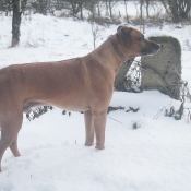 Photo de Rhodesian ridgeback