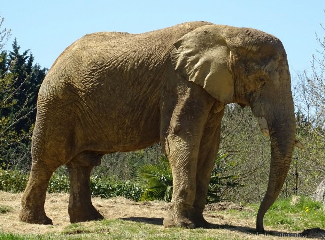 Photo d'Elphant d'afrique