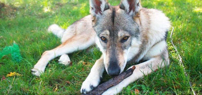 Photo de Chien loup tchcoslovaque