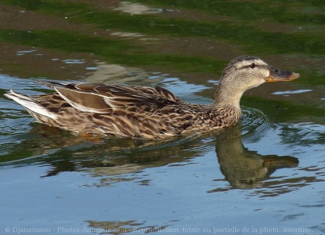 Photo de Canard colvert