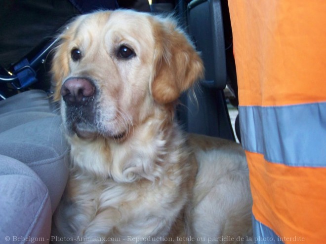 Photo de Golden retriever