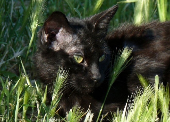 Photo de Chat domestique