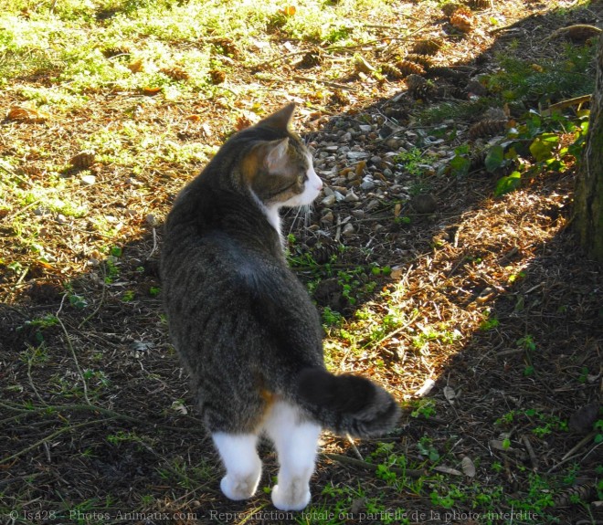 Photo de Chat domestique