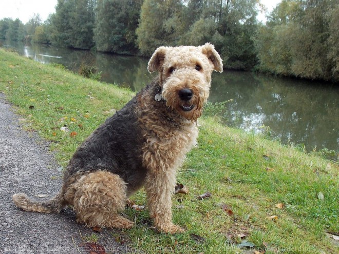 Photo d'Airedale terrier