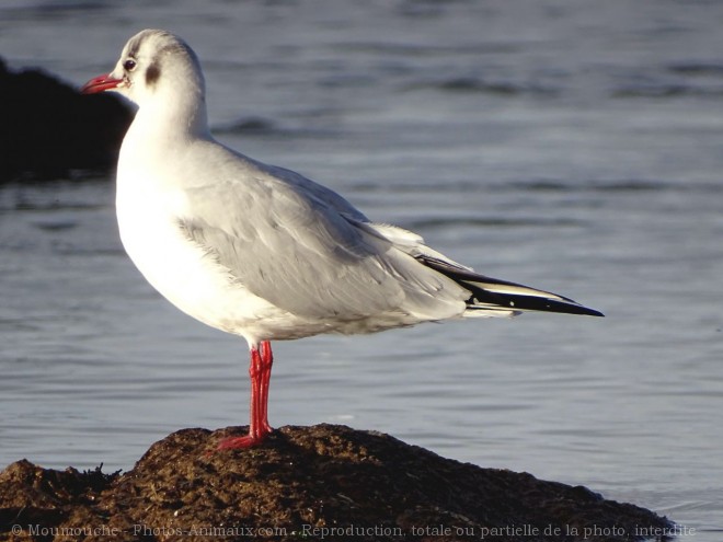 Photo de Mouette