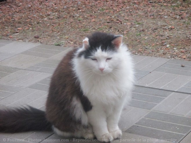 Photo de Chat domestique