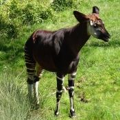 Photo d'Okapi