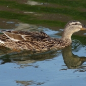 Photo de Canard colvert