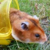 Photo de Hamster