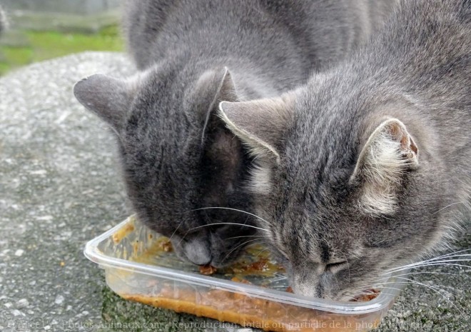 Photo de Chat domestique