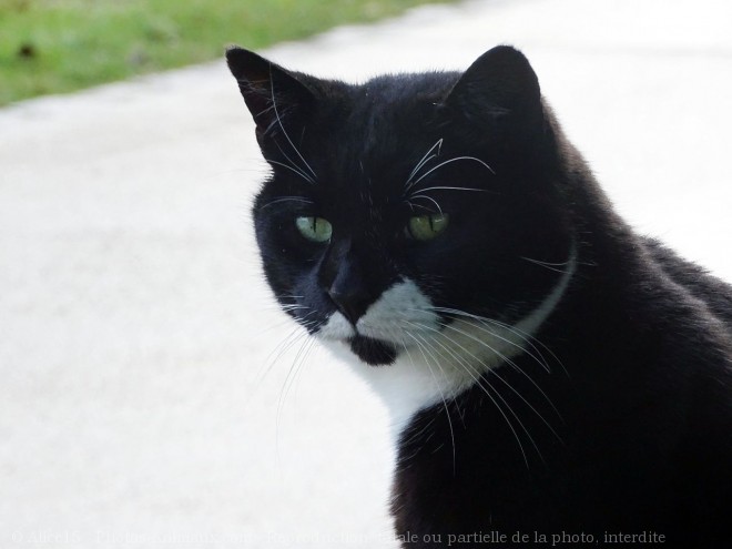 Photo de Chat domestique