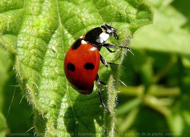 Photo de Coccinelle