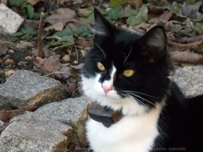 Photo de Chat domestique