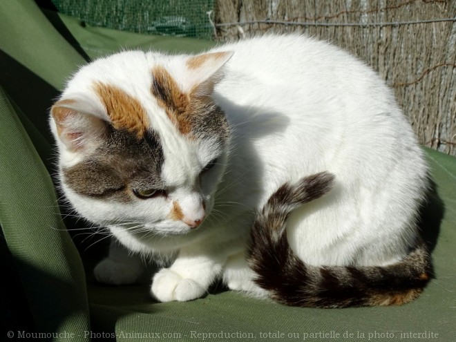 Photo de Chat domestique