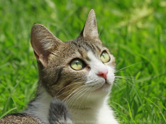 Photo de Chat domestique