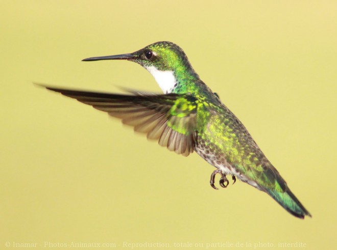 Photo de Colibri