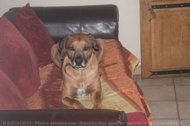 Photo de Rhodesian ridgeback