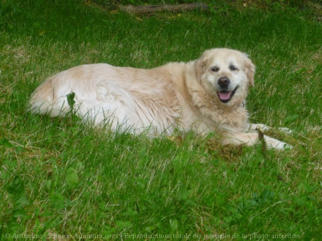 Photo de Golden retriever