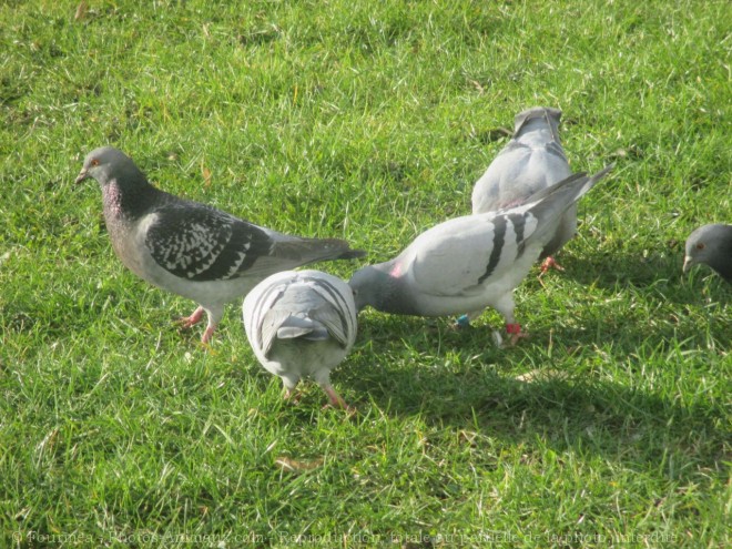 Photo de Pigeon