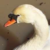 Photo de Cygne