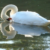 Photo de Cygne