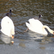 Photo de Cygne