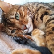 Photo de Bengal