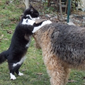 Photo de Races diffrentes