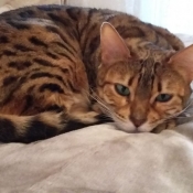 Photo de Bengal