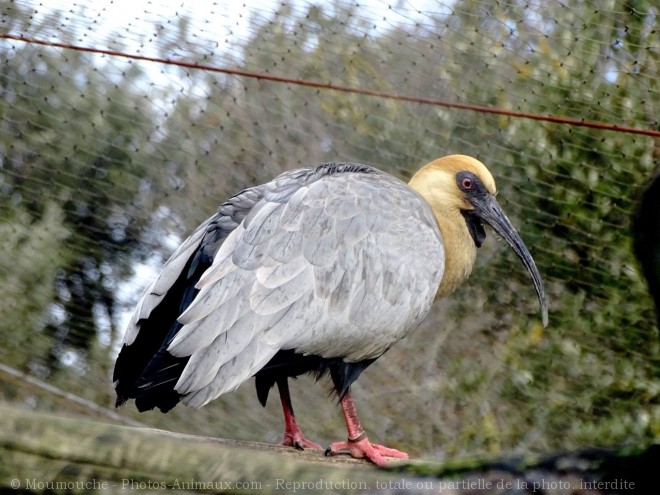 Photo d'Ibis