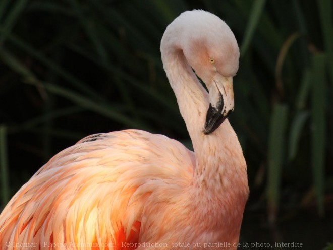 Photo de Flamand rose