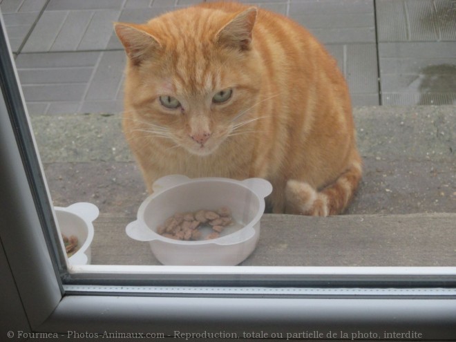 Photo de Chat domestique